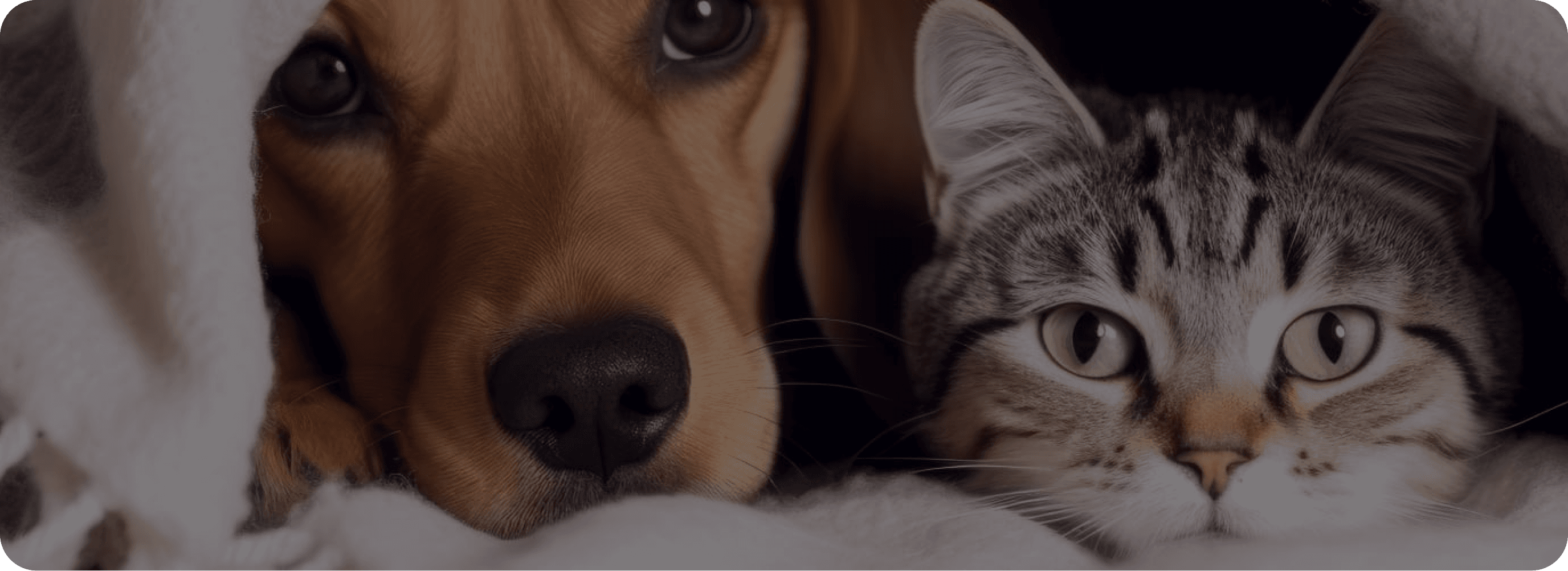 Babet Shop Hero Background