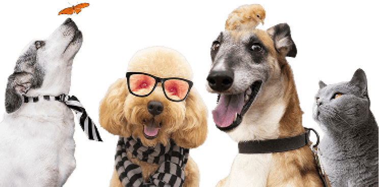 Group of happy dogs and cats