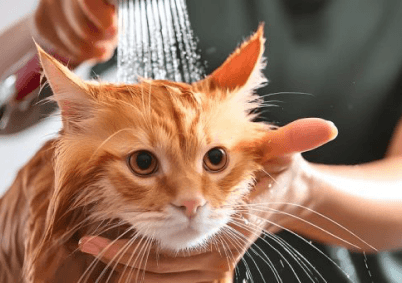 How To Look After Dogs Loved Ones Healthy Year-Round