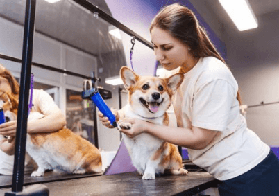 Understanding Dog Behavior For Better Communication