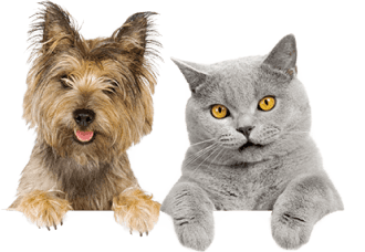 Victor Hi-Pro Plus Food