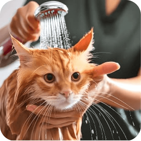 Cat Shower